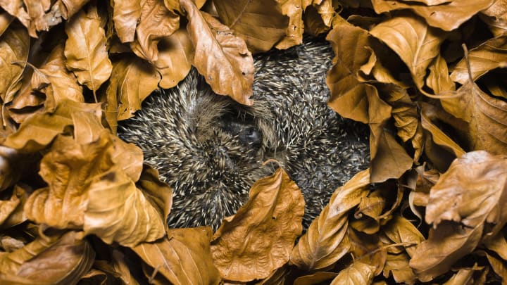 Hedgehog facts: Hedgehog in hibernation in Germany.