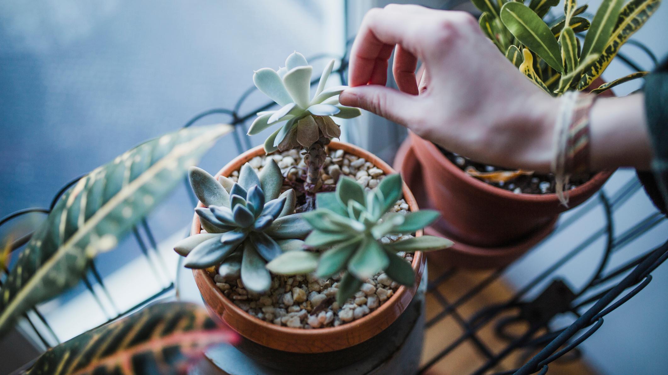 How Often Should You Water Succulents?