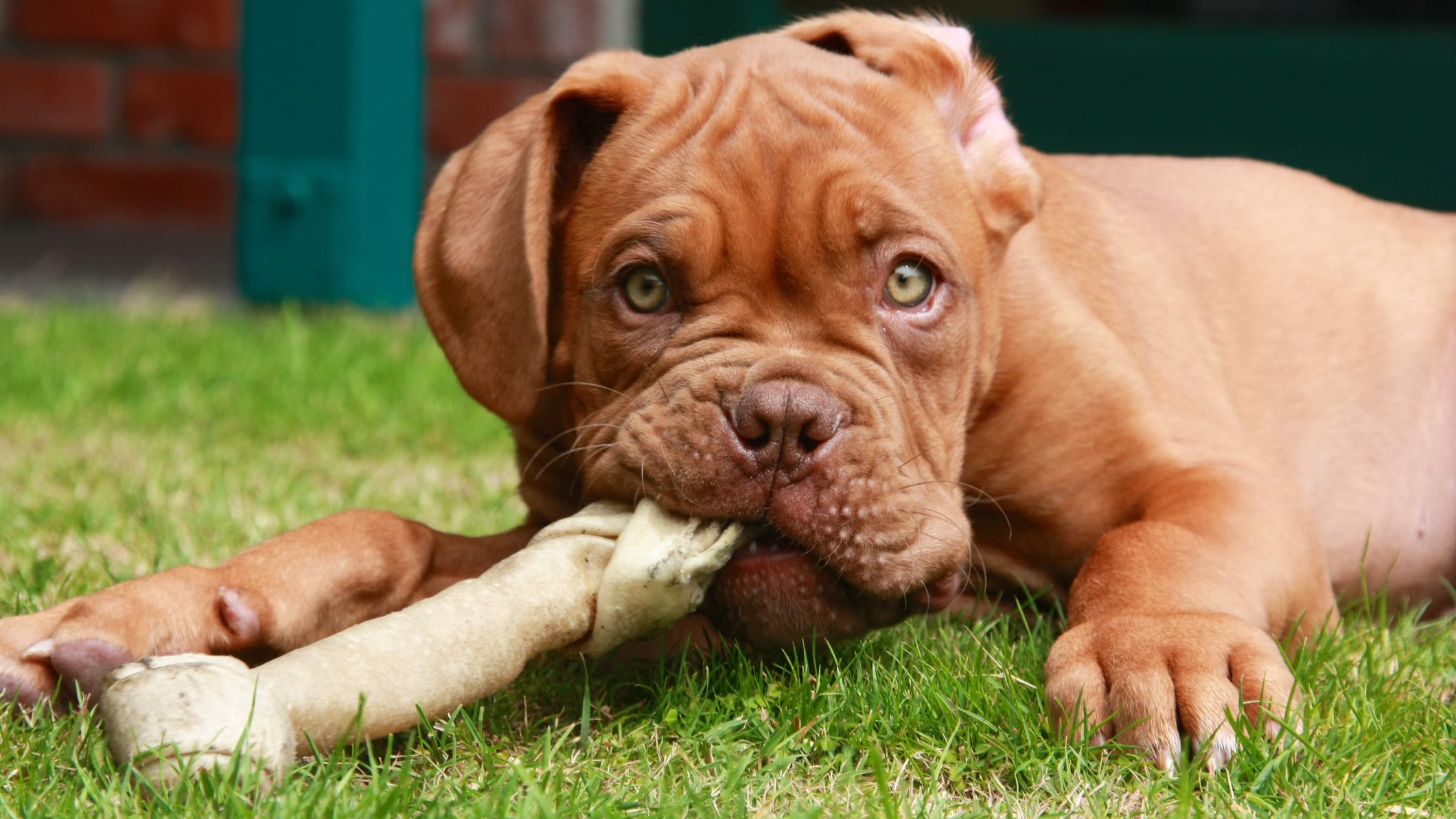 Why Does My Dog s Favorite Treat Make Them Cry