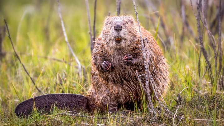A beaver facing camera