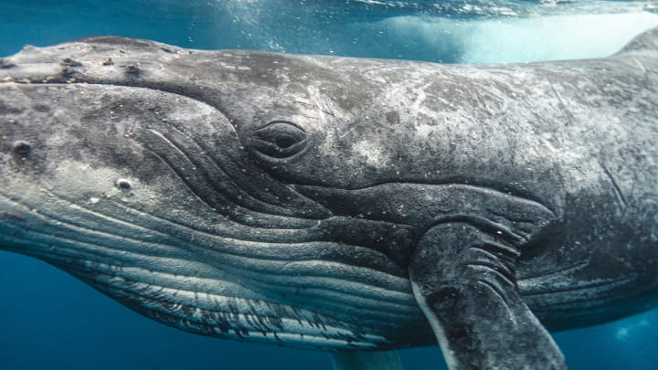 A humpback whale in clear tropical waters