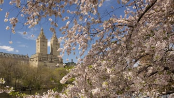 Cherry blossoms as seen from Central Park's Reservoir, with the El Dorado in the background.