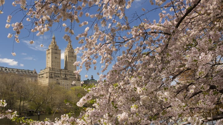 Cherry blossoms as seen from Central Park's Reservoir, with the El Dorado in the background.