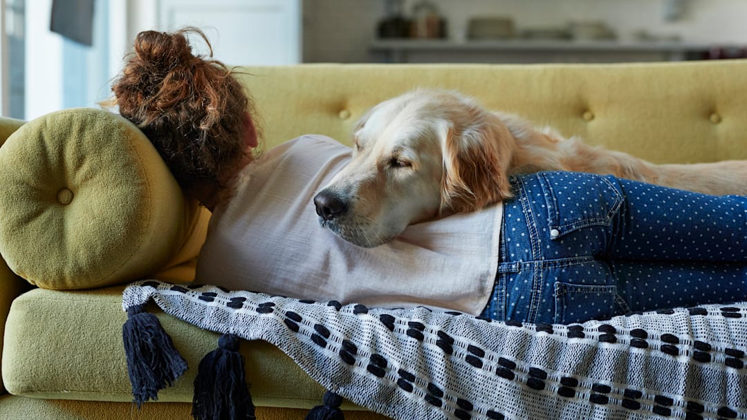 Even canines can get in a good cat nap. Even canines can get in a good cat nap.