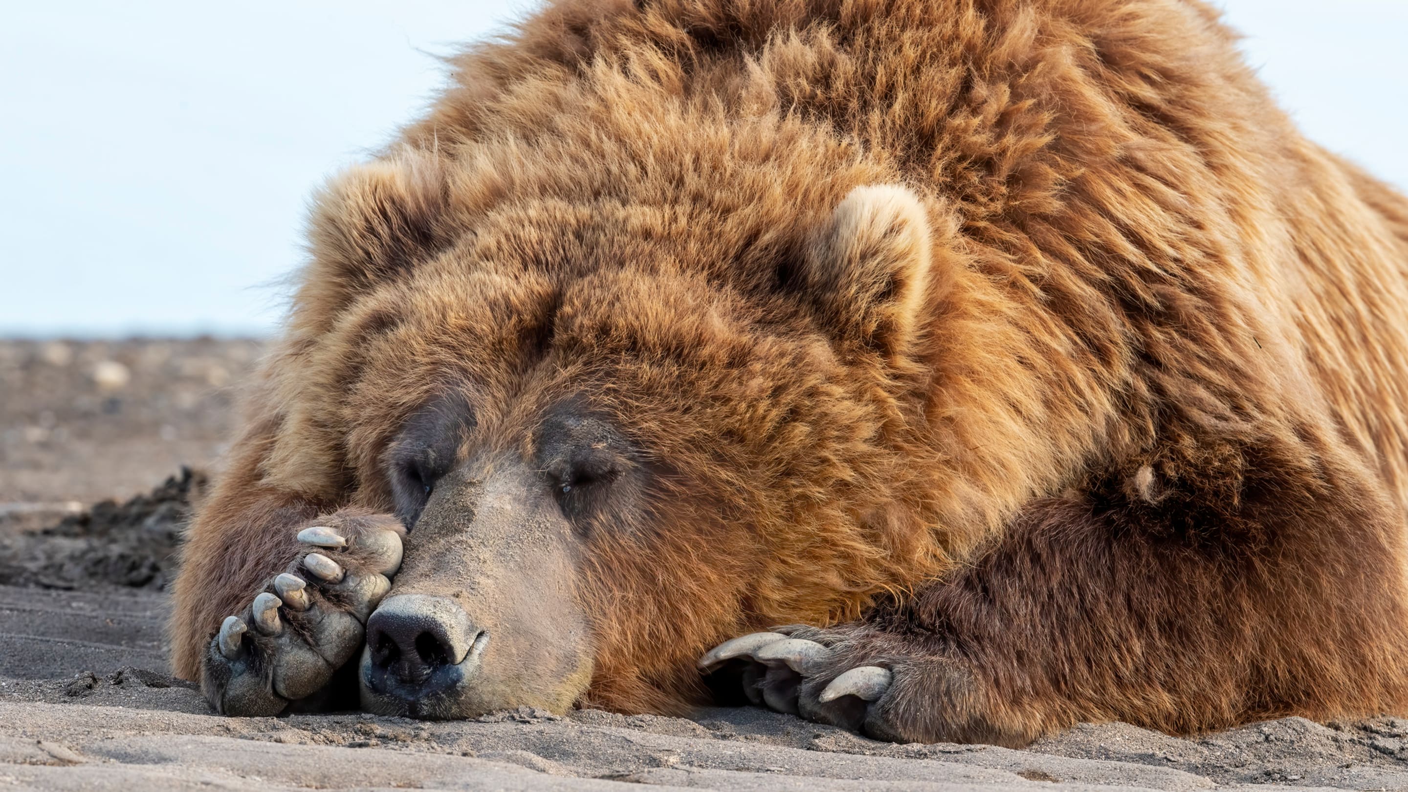 A Hefty History of Fat Bear Week