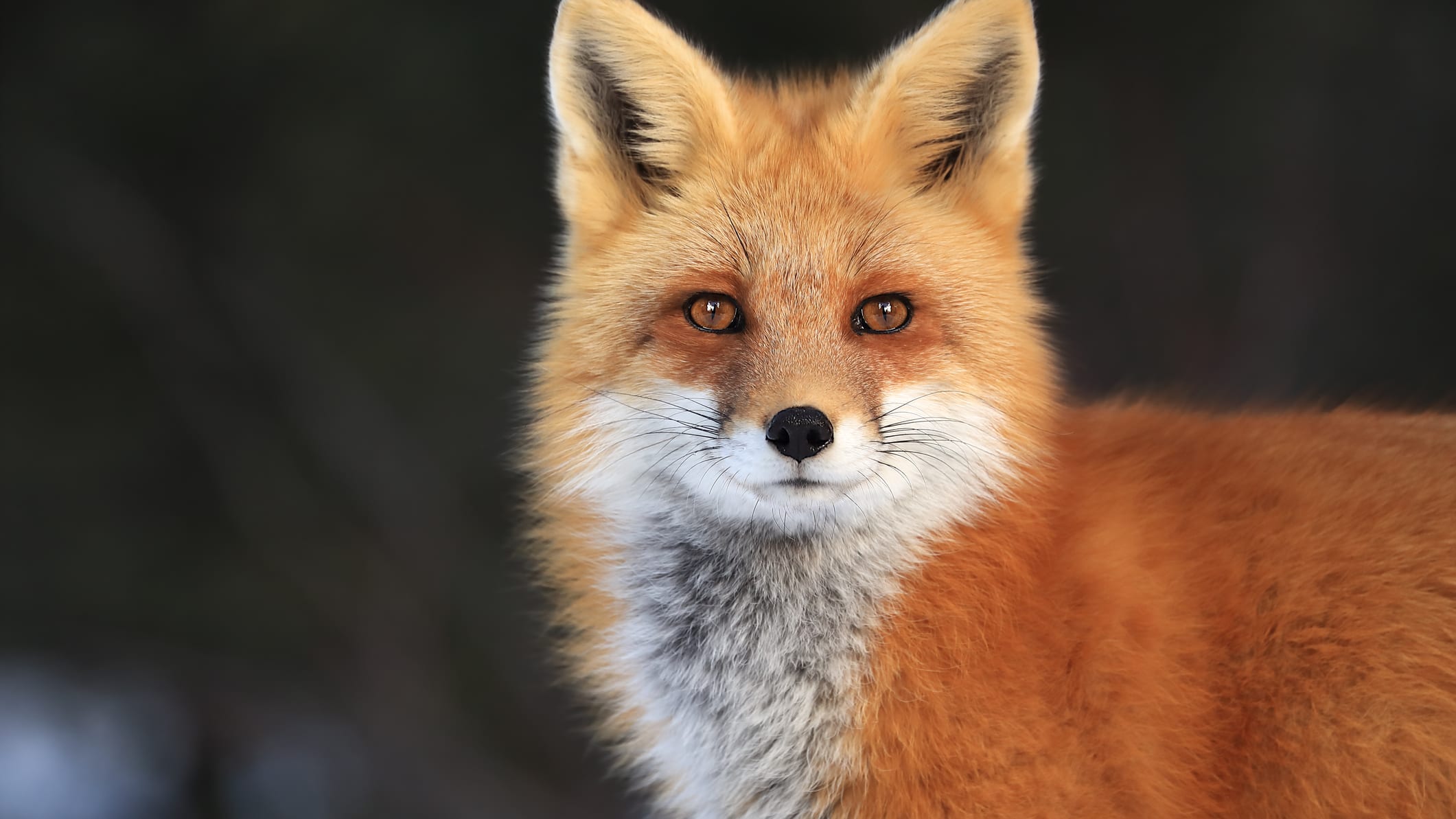 Northern foxes coats top