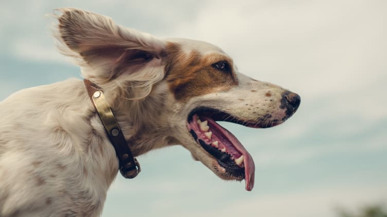 Dogs give plenty of love and deserve clean collars.