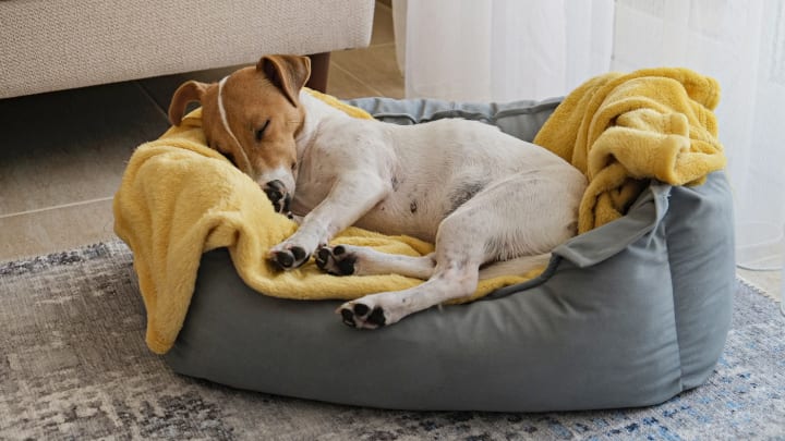 Your pet's bed is an allergy hotspot.