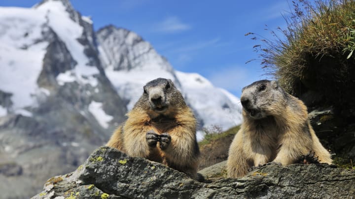 Two Alpine marmots in the mountains of Austria