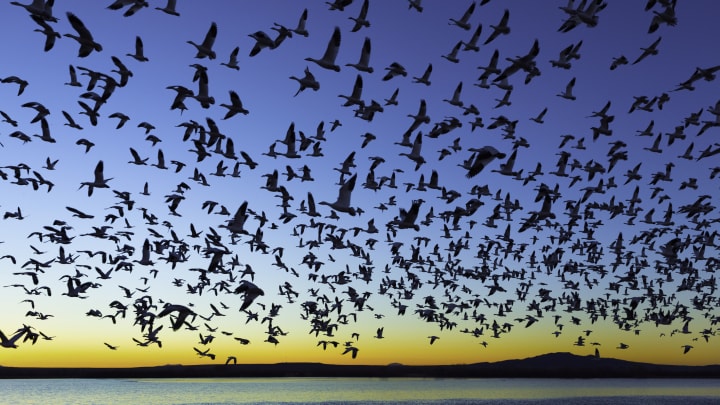 Snow geese, sandhill cranes, and ducks make New Mexico's Bosque del Apache National Wildlife Refuge their fall and winter home.