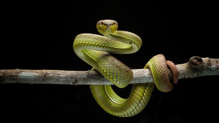 Ireland: Come for the Guinness, stay for the lack of snakes.