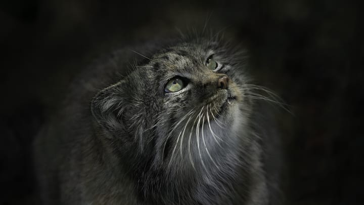 The Pallas’s cat is super cute—and pretty elusive.