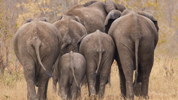 Group of elephants from the back