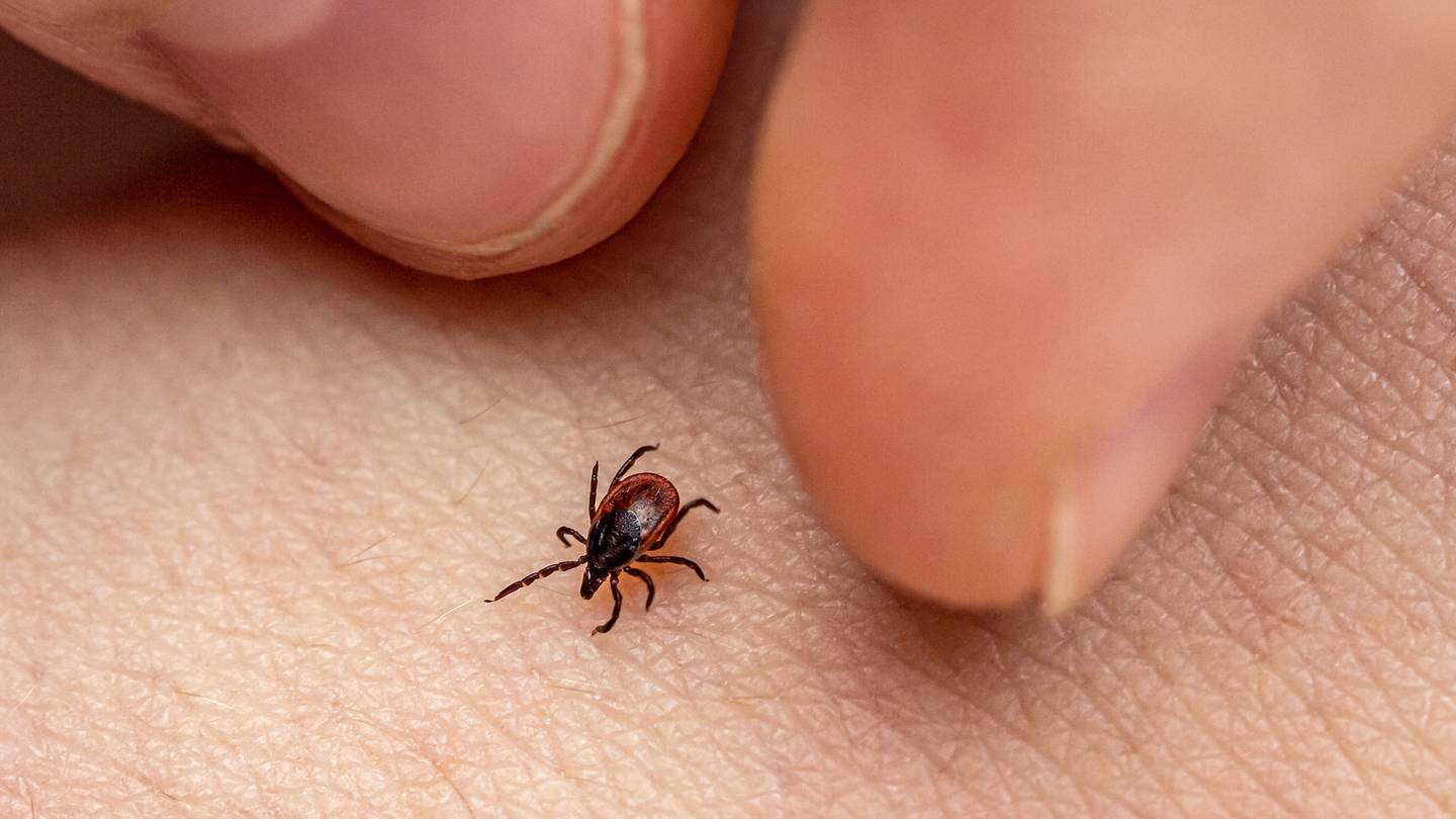A Little-Known Tick Trick Allows Them to ‘Jump’ Onto Your Skin