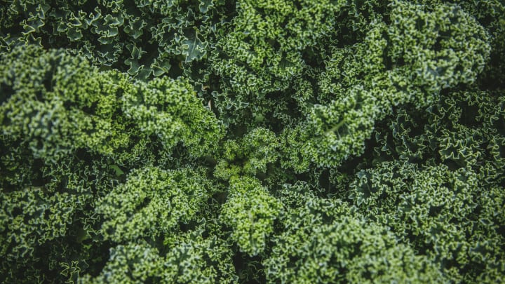 Curly kale leaves viewed from above