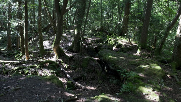 Known as the "sea of trees," Japan's Aokigahara forest has a grim history.