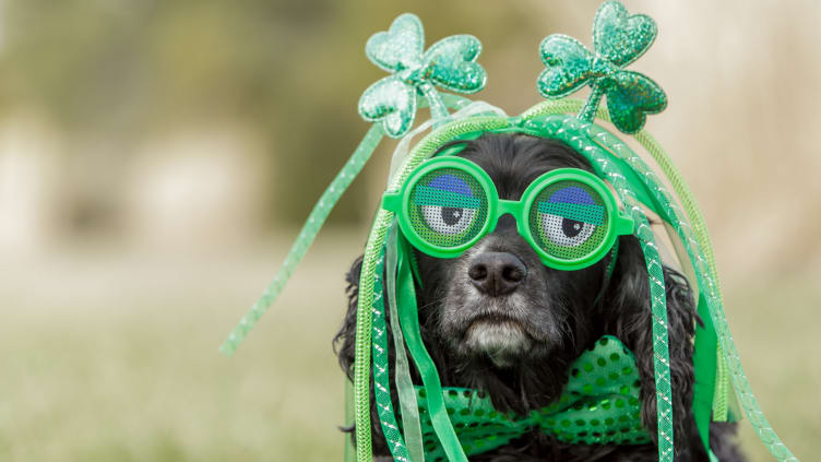 This pupper isn't amused by the high-priced holiday swag, either.  