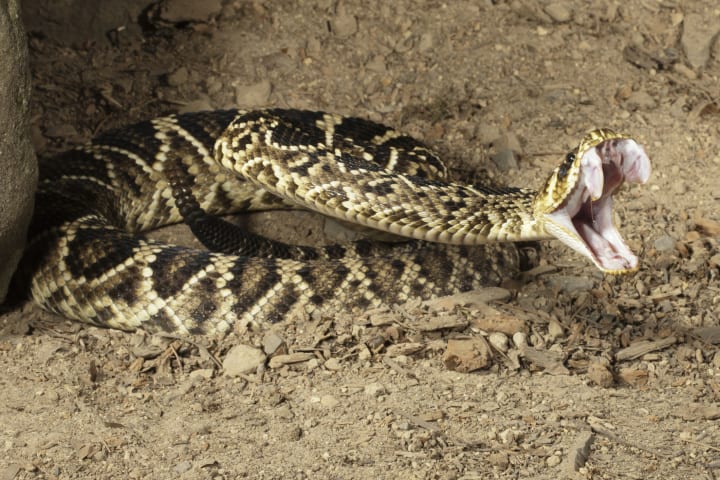 Eastern diamondback rattlesnake with fangs bared