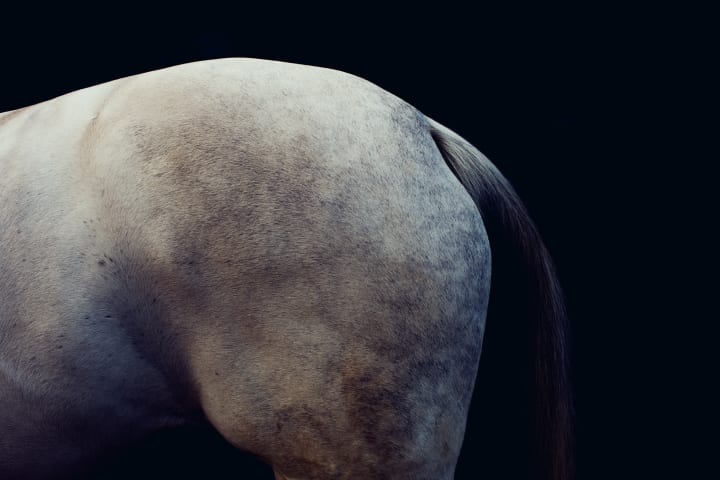 Butt of a gray horse
