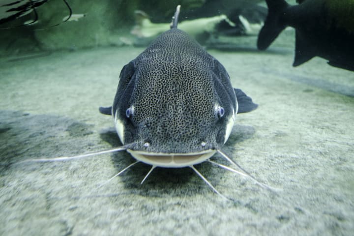 Catfish swimming along bottom of body of water.