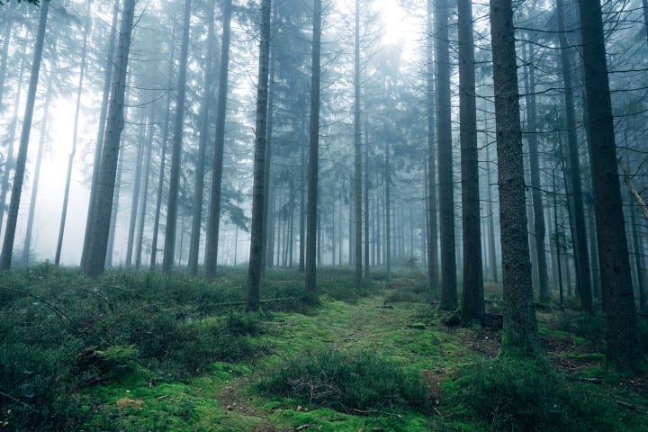foggy woods