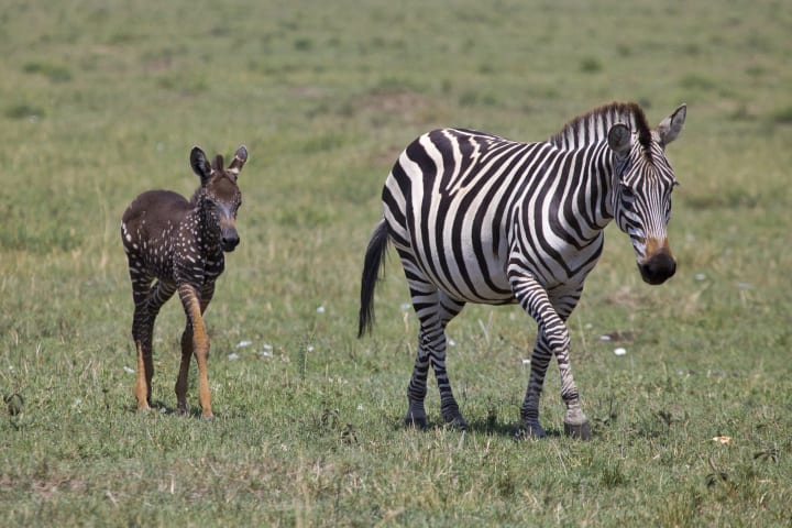 Image of a striped zebra and its spotted foal
