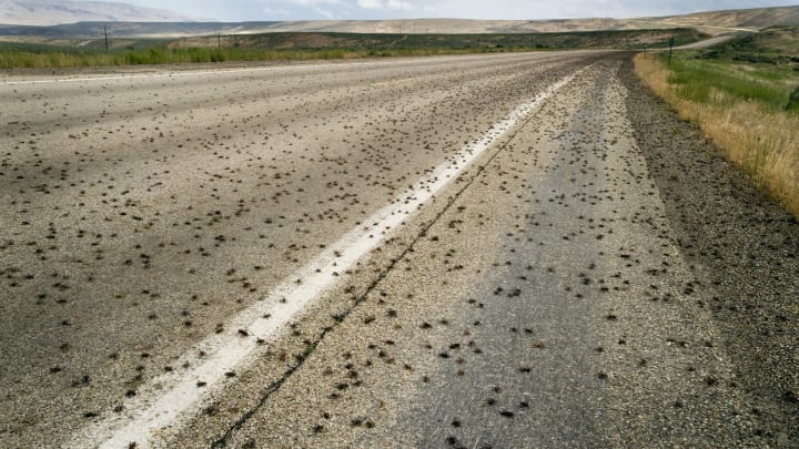 Mormon crickets on the road in Oregon.