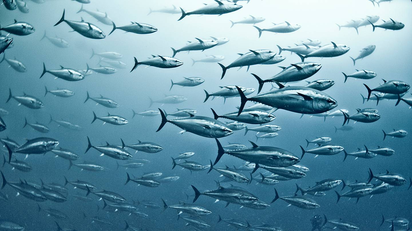 Climate Change Could Make Flesh-Eating Bacteria More Prevalent in Seafood
