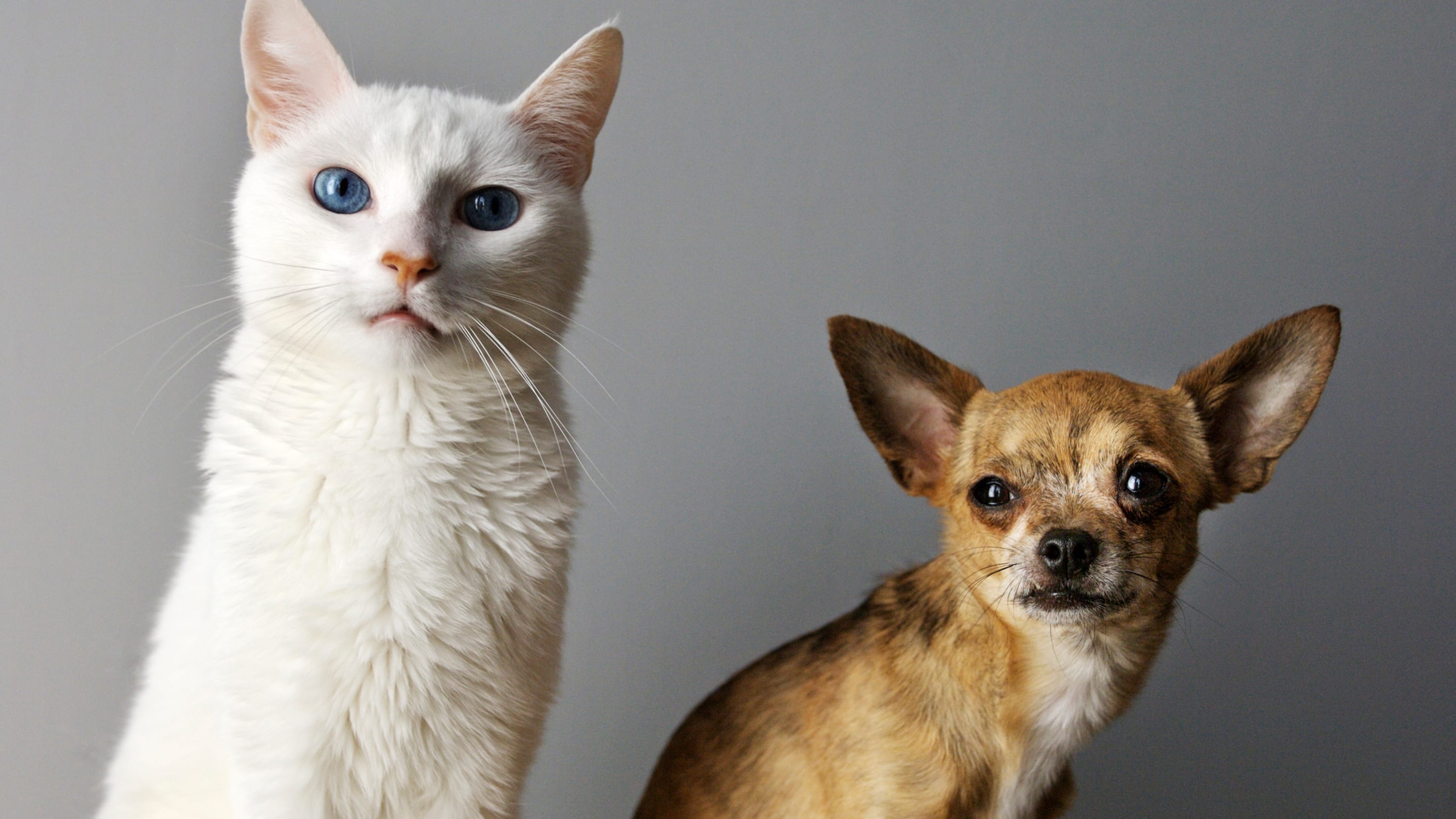 The 40 Most Popular Dog and Cat Names of 2022