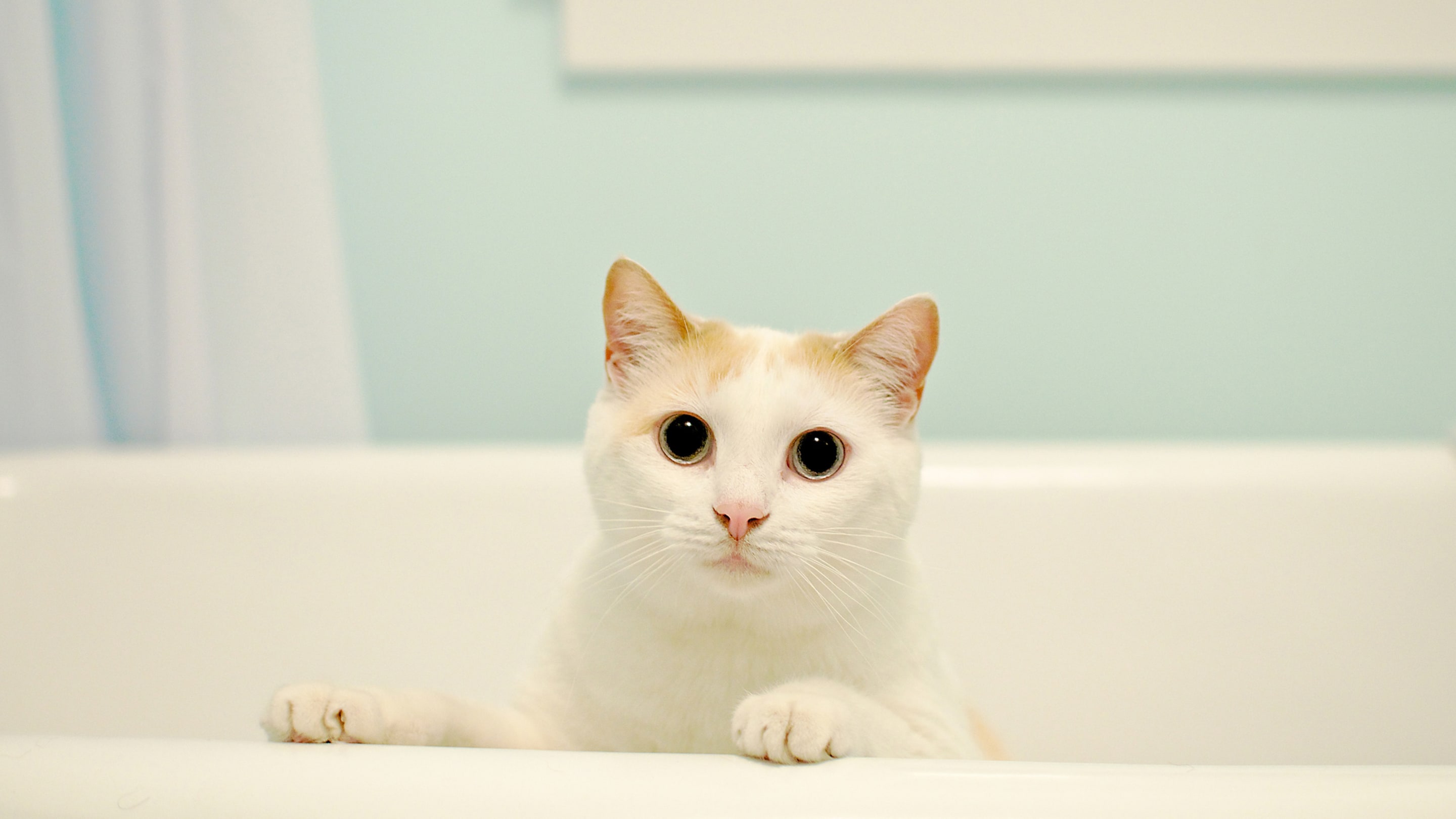 Why Do Cats Follow You to the Bathroom?
