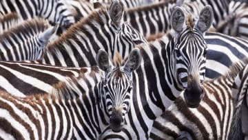 How much do you know about zebras?