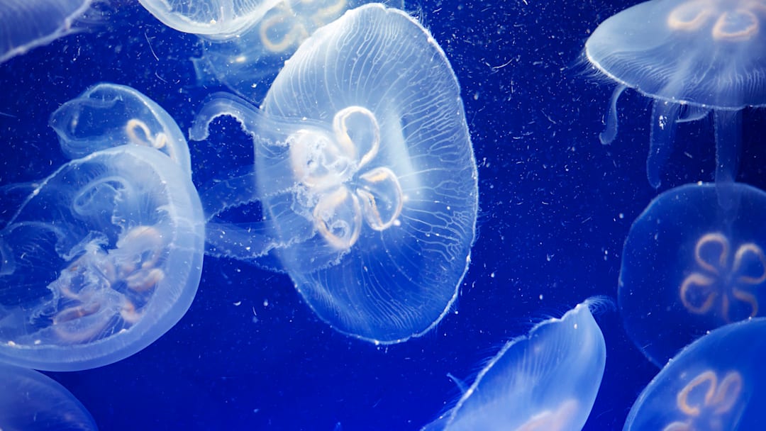 Prettier to look at than they are to actually swim with. Prettier to look at than they are to actually swim with.