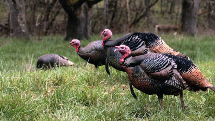 A flock of turkeys in grass.