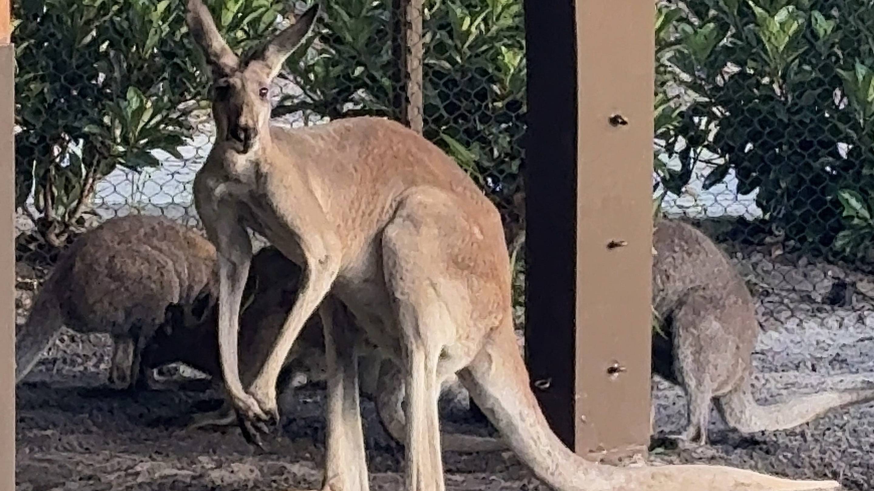 The Five Biggest Differences Between Australia and California