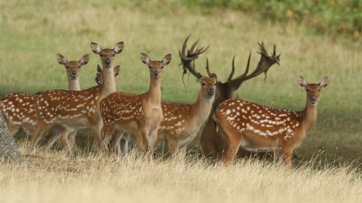 group of sika deer