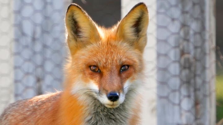 A wild fox is seen in a back yard in Bayside on Saturday, April 16, 2022.