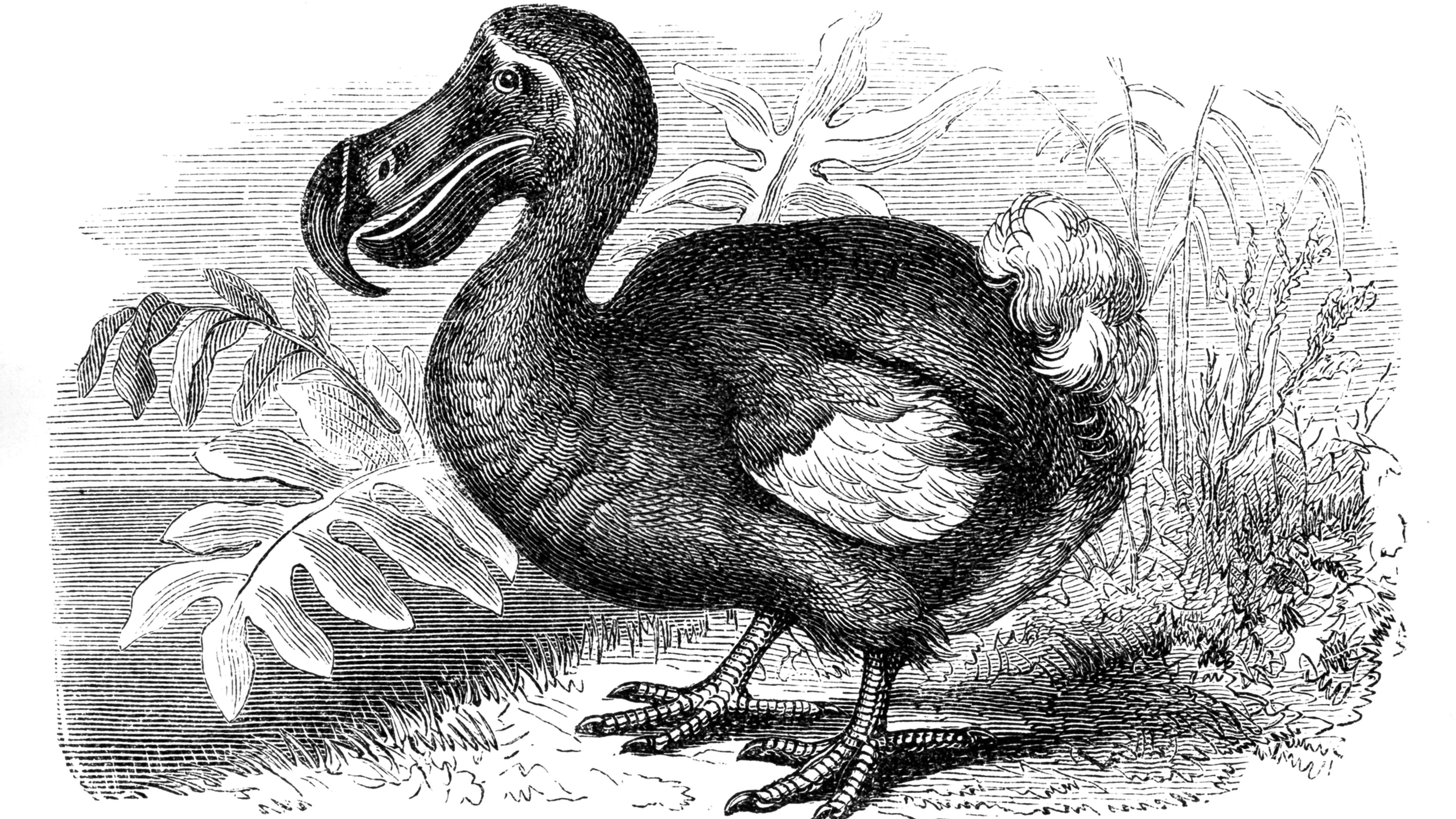 Dodos May Have Been Fast and Strong, Contradicting Stereotypes