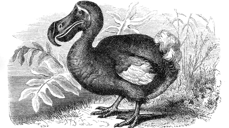 Dodos were more agile than most people think. 