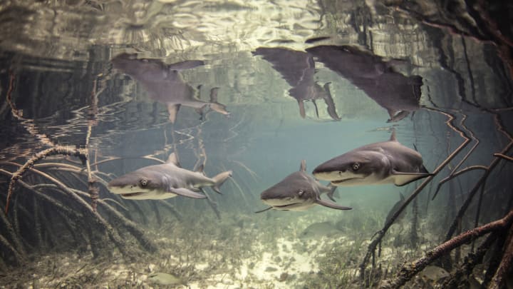 Young lemon sharks swim among mangrove roots