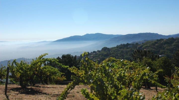 The Monte Bello vineyard of Ridge Vineyards stretches along a ridge of the Santa Cruz Mountains in Central California. The property produces a cabernet sauvignon that celebrates a sense of place.

Ridge Vineyards, Monte Bello Vineyard