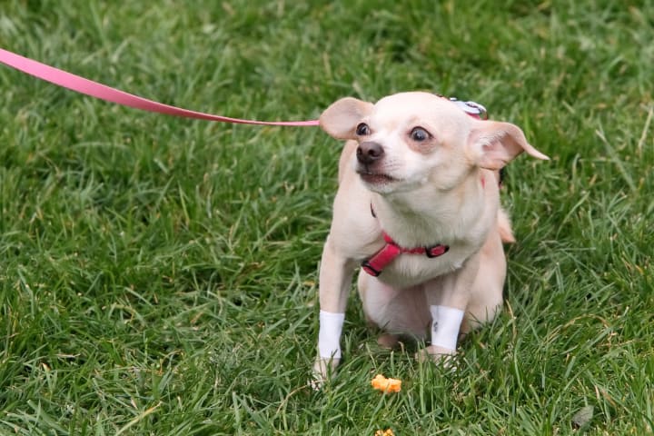photo of a scared small dog outside on a leash
