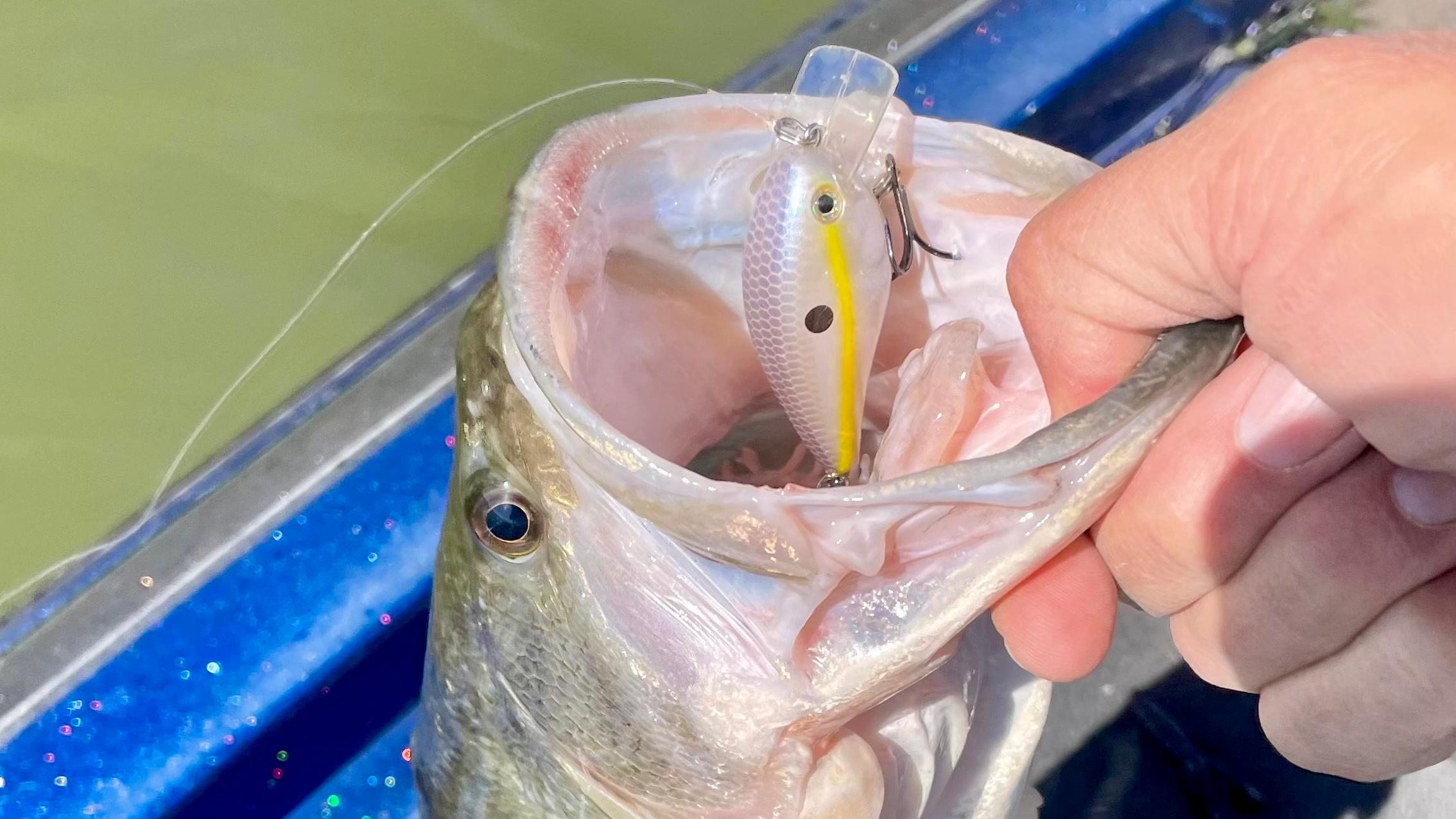 3 Best Fall Bass Fishing Lures for Shallow Water Success 3 Best Fall Bass Fishing Lures for Shallow Water Success