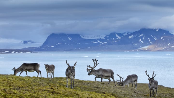 A reindeer herd in Svalbard, Norway