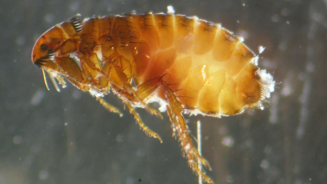 Parasites