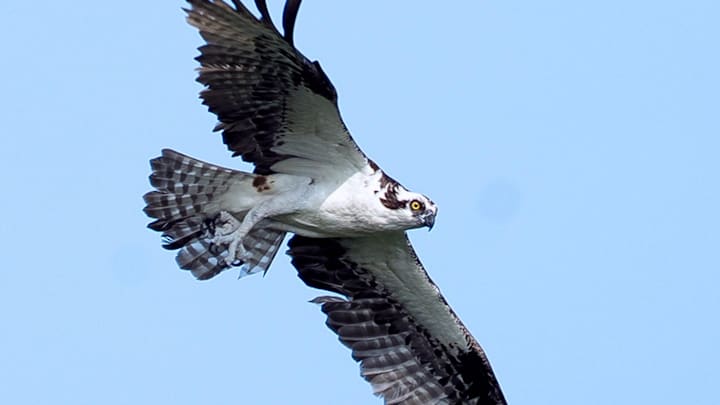 Ospreys have built a nest on top of a light tower at Apple Valley High School's multi-purpose stadium in Minnesota. The location of the nest has forced the school district to adjust its fall sports schedule until further notice. Ospreys have built a nest on top of a light tower at Apple Valley High School's multi-purpose stadium in Minnesota. The location of the nest has forced the school district to adjust its fall sports schedule until further notice.