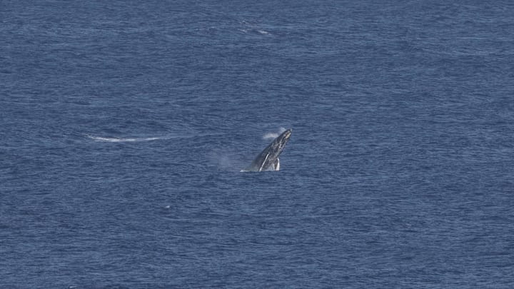 January 4, 2024; Maui, Hawaii, USA; A whale breaches during the first round of The Sentry golf tournament at Kapalua Golf - The Plantation Course.