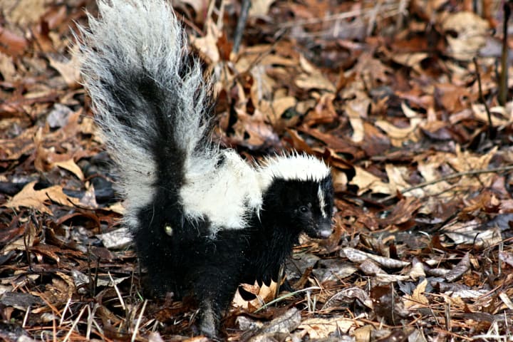 A skunk with its tail up and facing the camera
