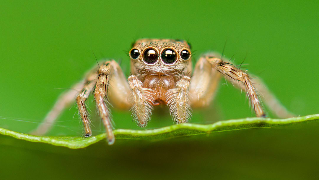 This spider is still very much alive.