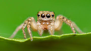 This spider is still very much alive.