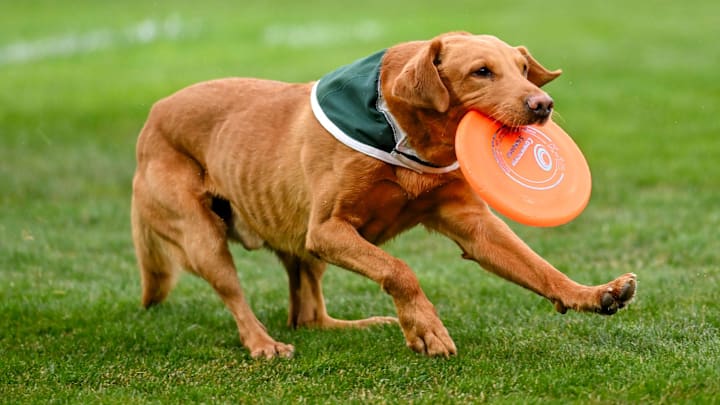 Zeke the Wonder Dog catches a frisbee in the third inning on Wednesday, April 3, 2024, during the Crosstown Showdown between Michigan State and the Lugnuts at Jackson Field in Lansing.